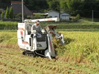 お米の収穫